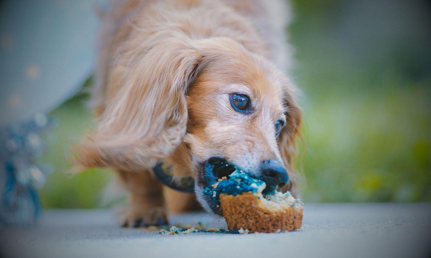 Dog eatiing cake at a wedding