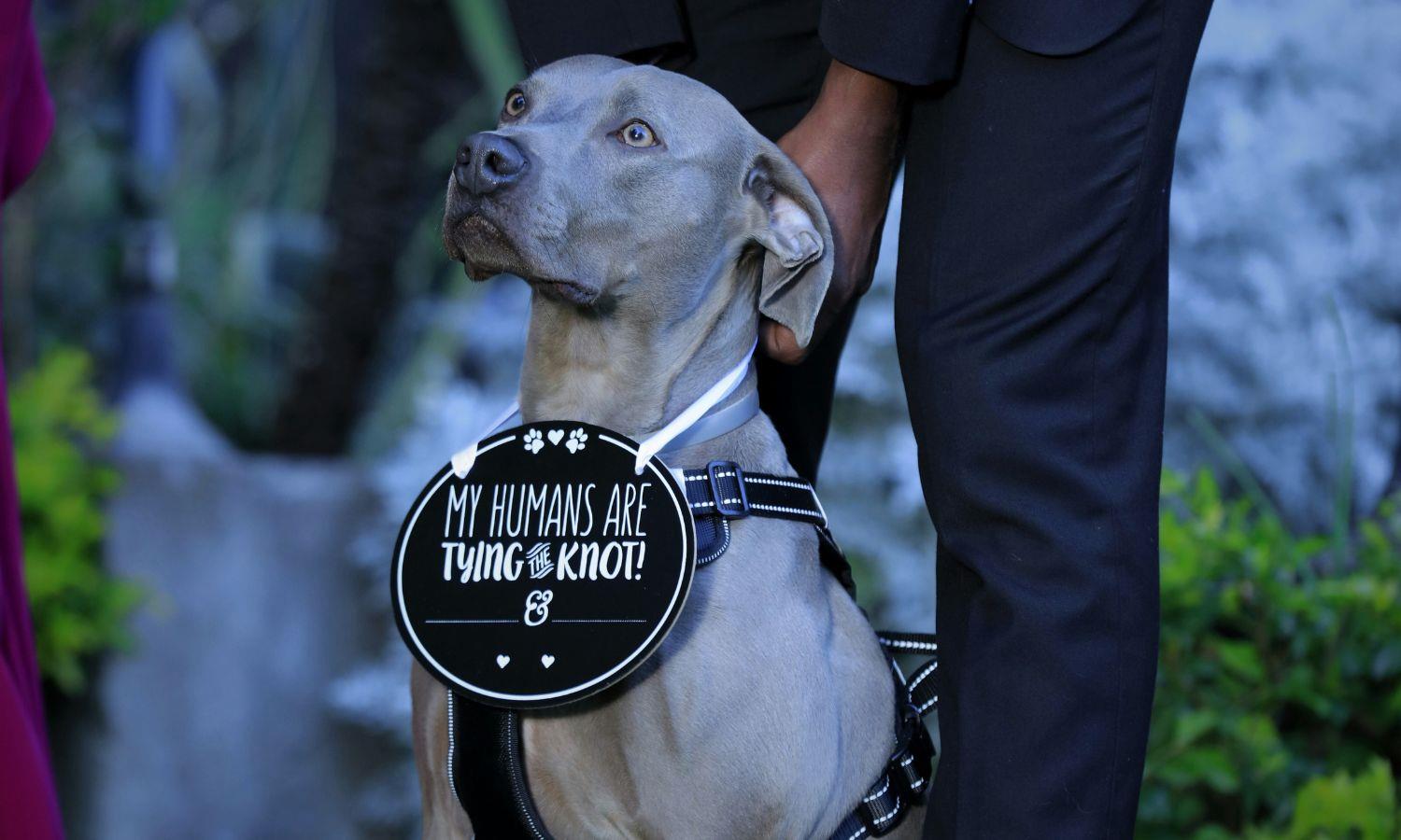 Dog wearing 'my humans are tying the knot' sign around his neck