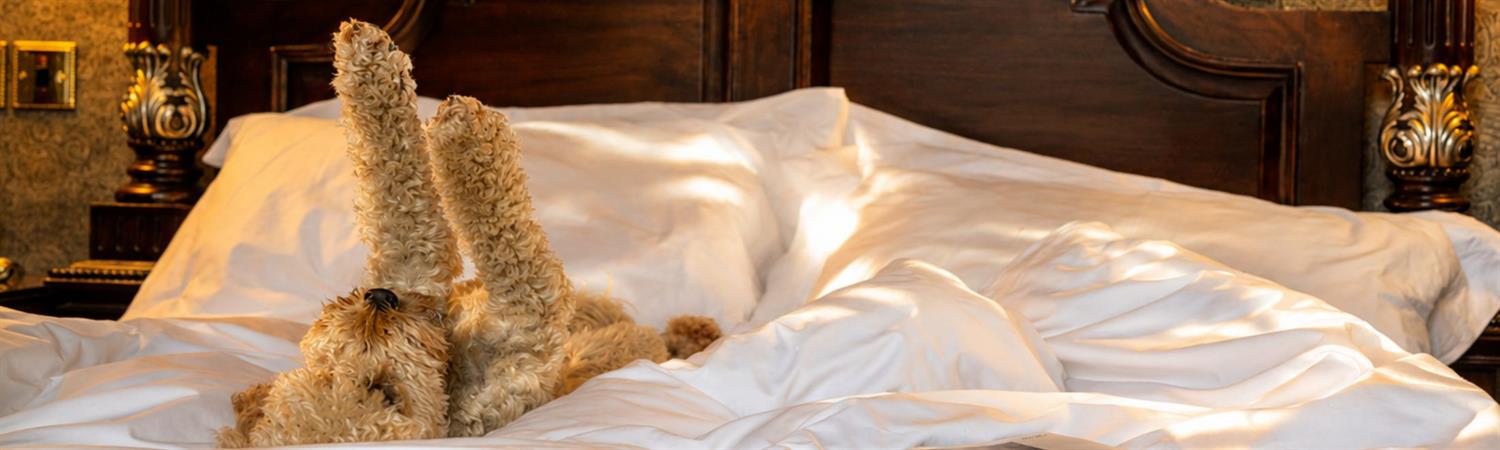 Cute dog stretching in hotel bed