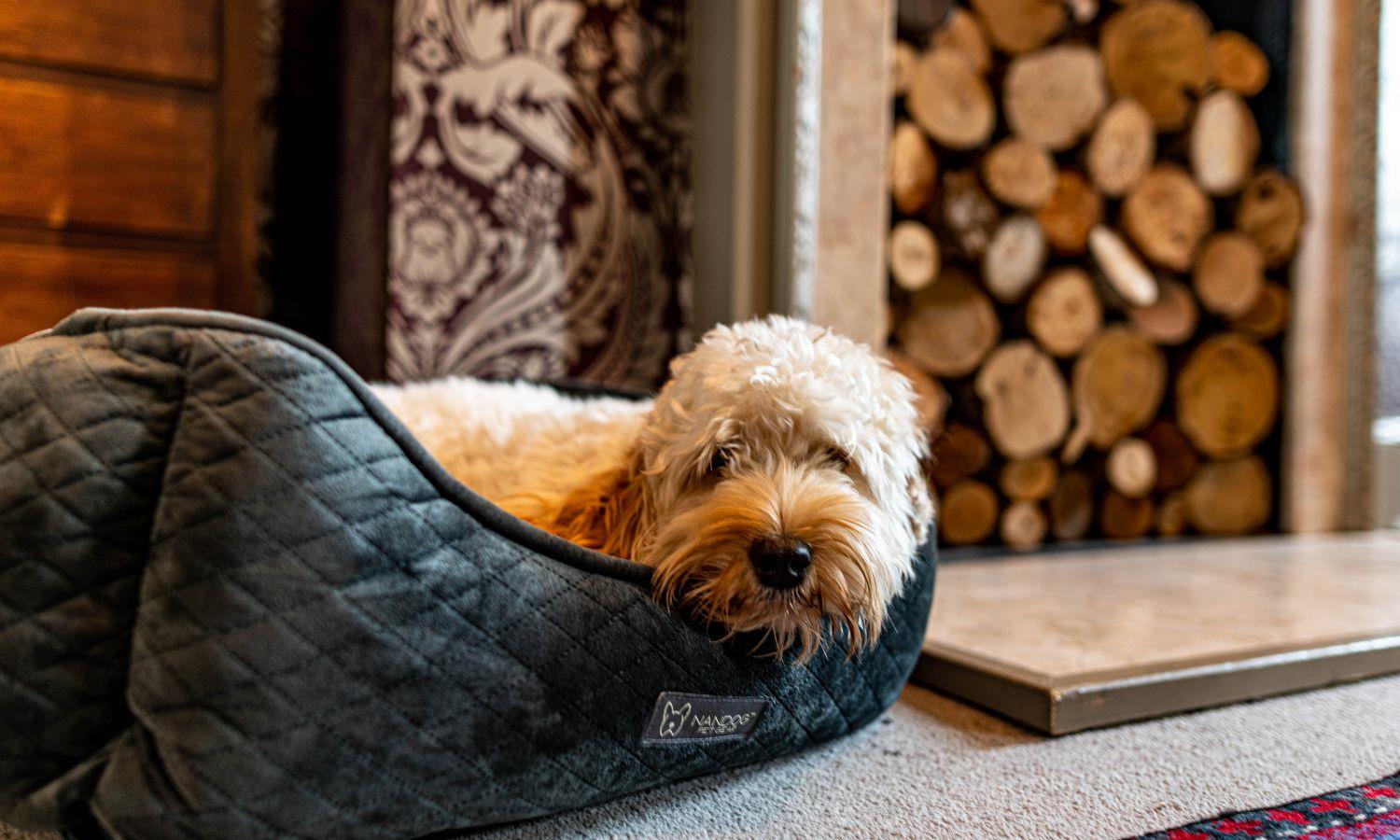 Cockapoo in dog bed in hotel setting