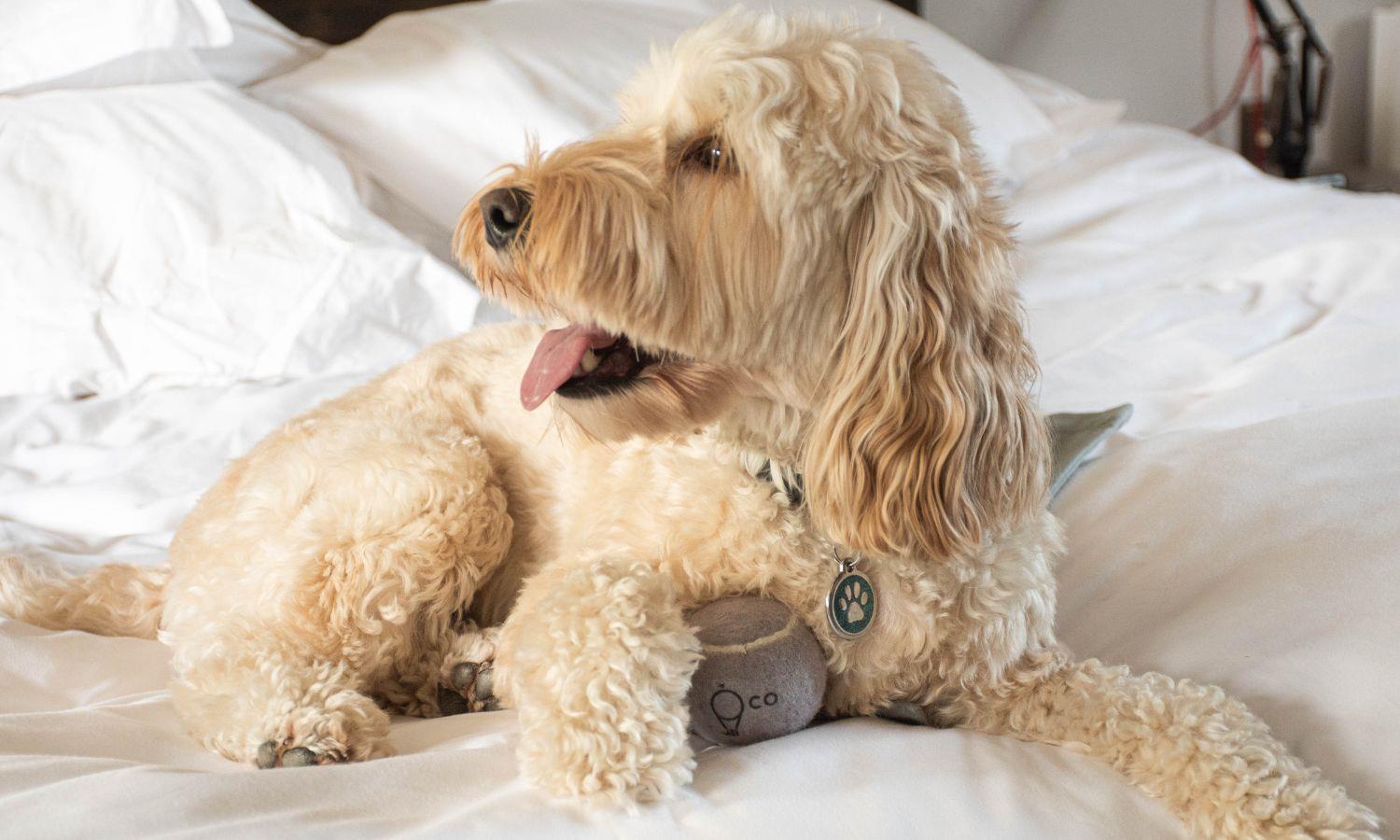 Dog-friendly accommodation at Kirkwall Hotel in Orkney
