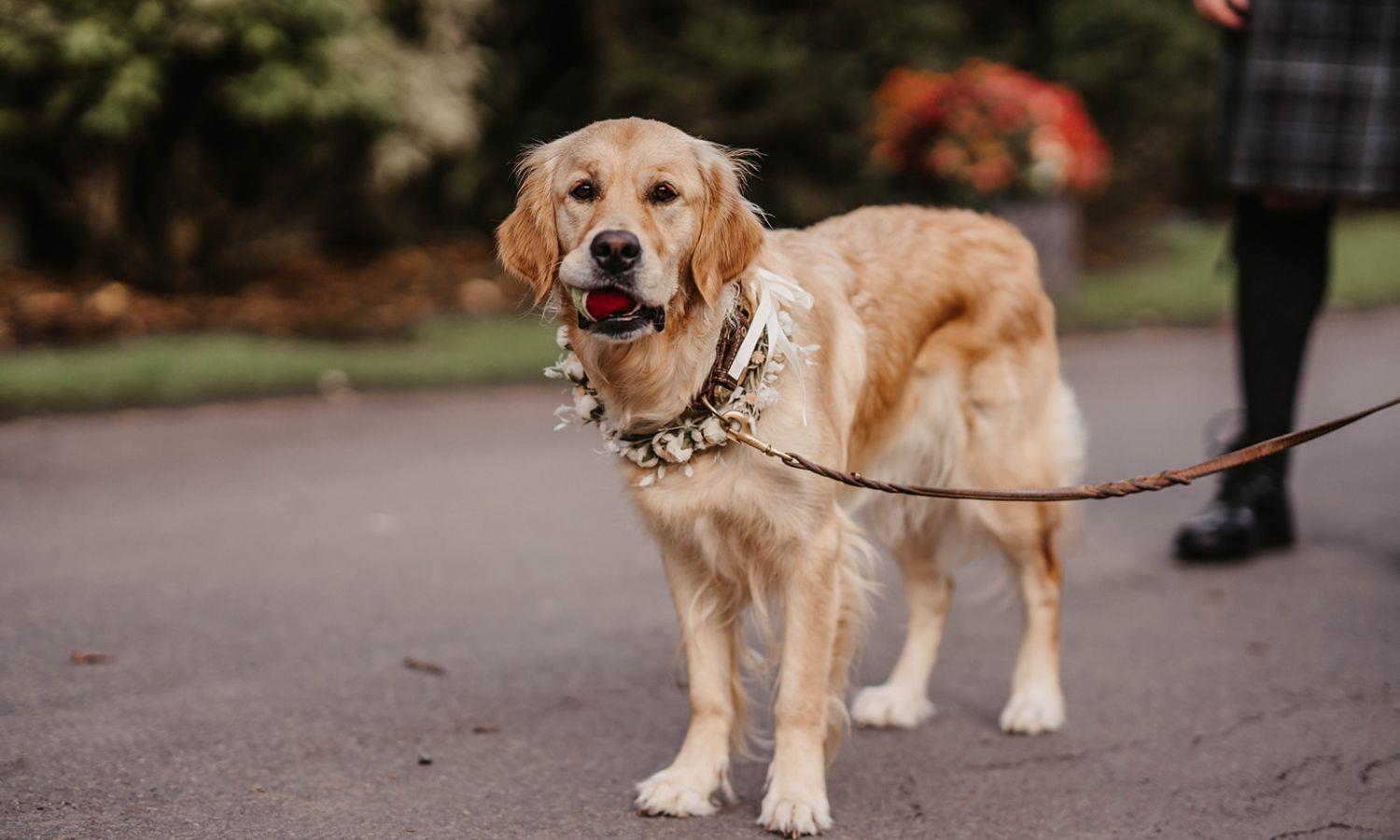 Golden retriever wearing a floral collar as a beloved wedding guest at a Scottish castle venue
