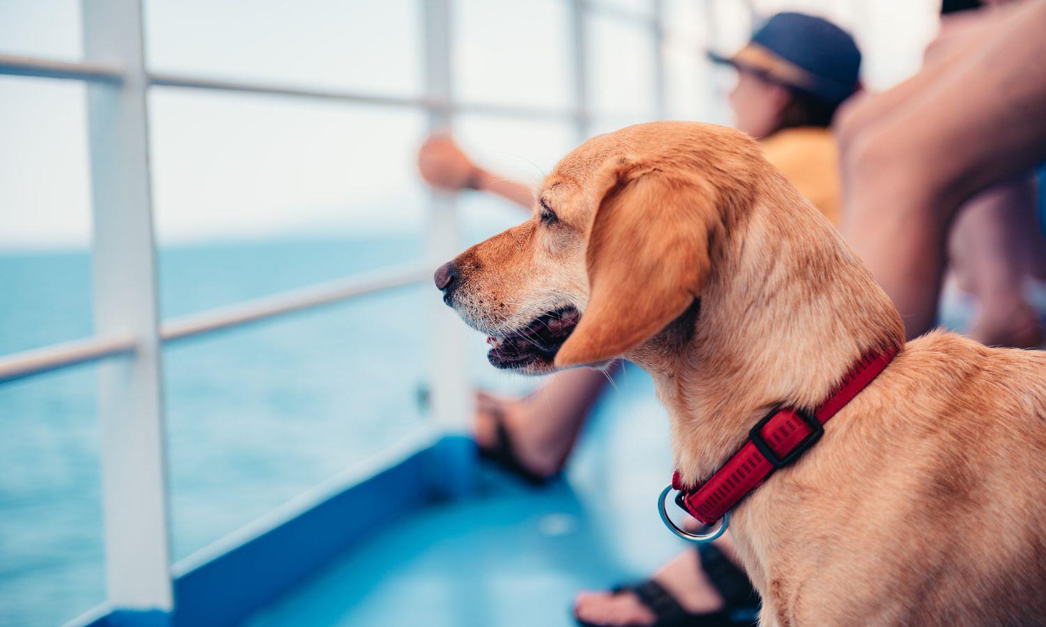 Dog on ferry looking at the water with people in background