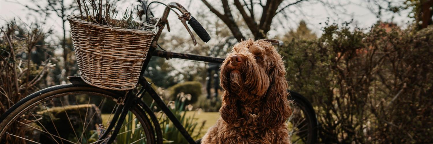 Dog by a bicycle at Widbrook Grange hotel near Bath