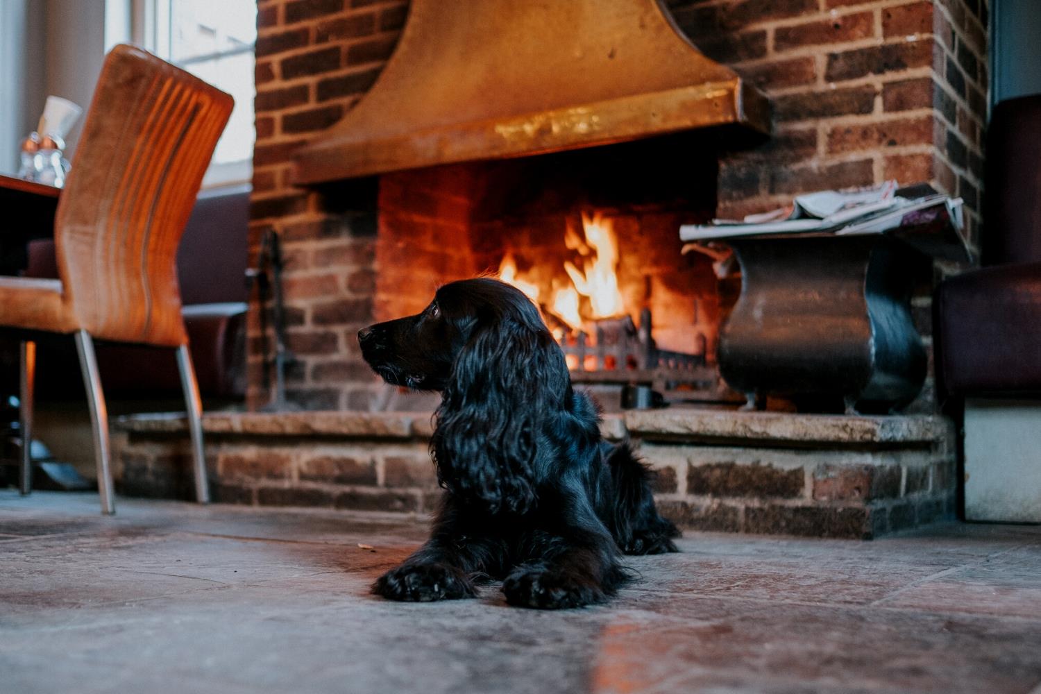 Dog in front of a fire at The Elephant Hotel