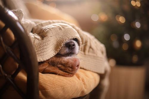 Christmas hotel breaks with dogs hot sale