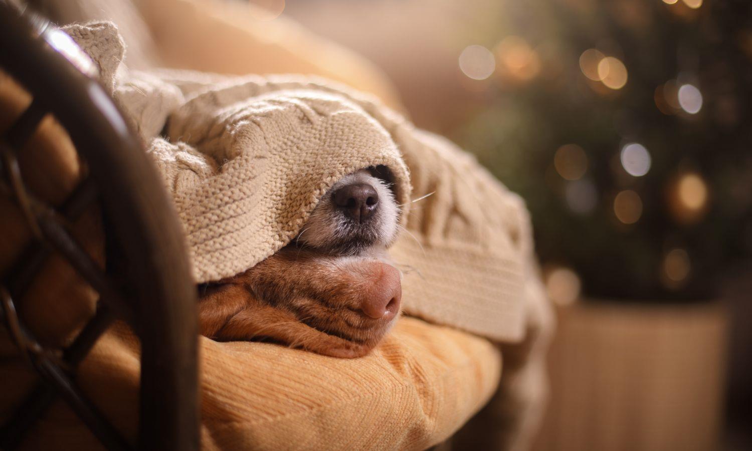 Two dogs snuggling under a blanket on a chair