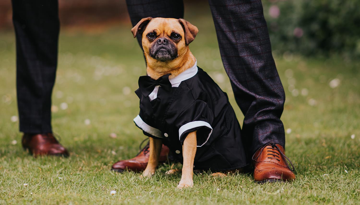 Dog dressed for wedding. Photo Credit: Charlie Bluck Photography