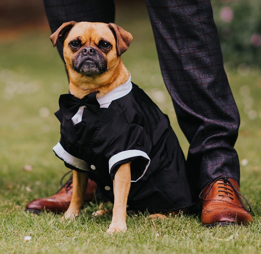 Dog dressed in a tux ready for a wedding at The Elephant hotel