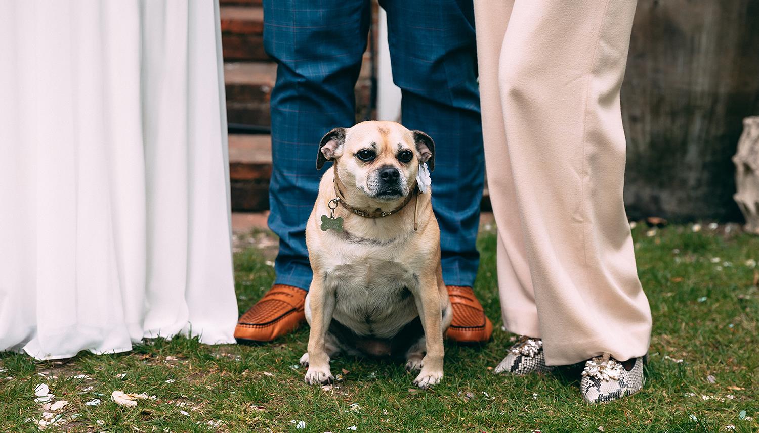 Dog accompanied by wedding guests. Photo Credit: F J West 