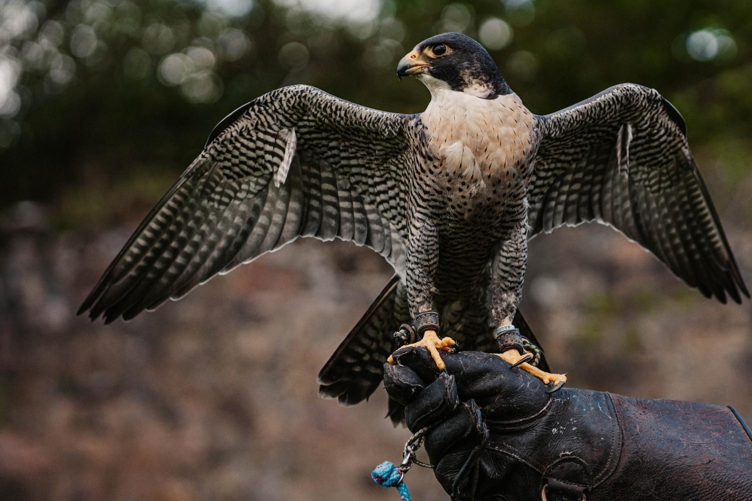 Falconry at Shieldaig Lodge