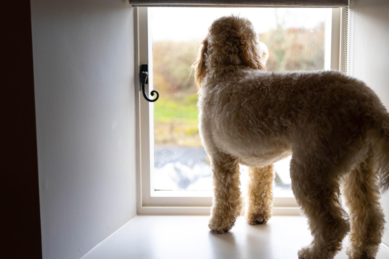 Dog looking out the window