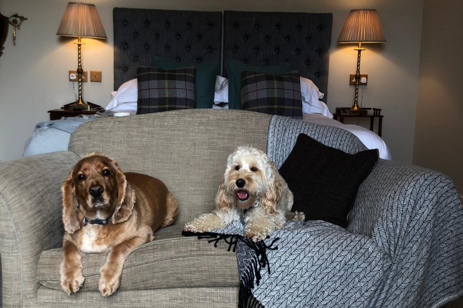 Dogs in bedroom at Forss House Hotel