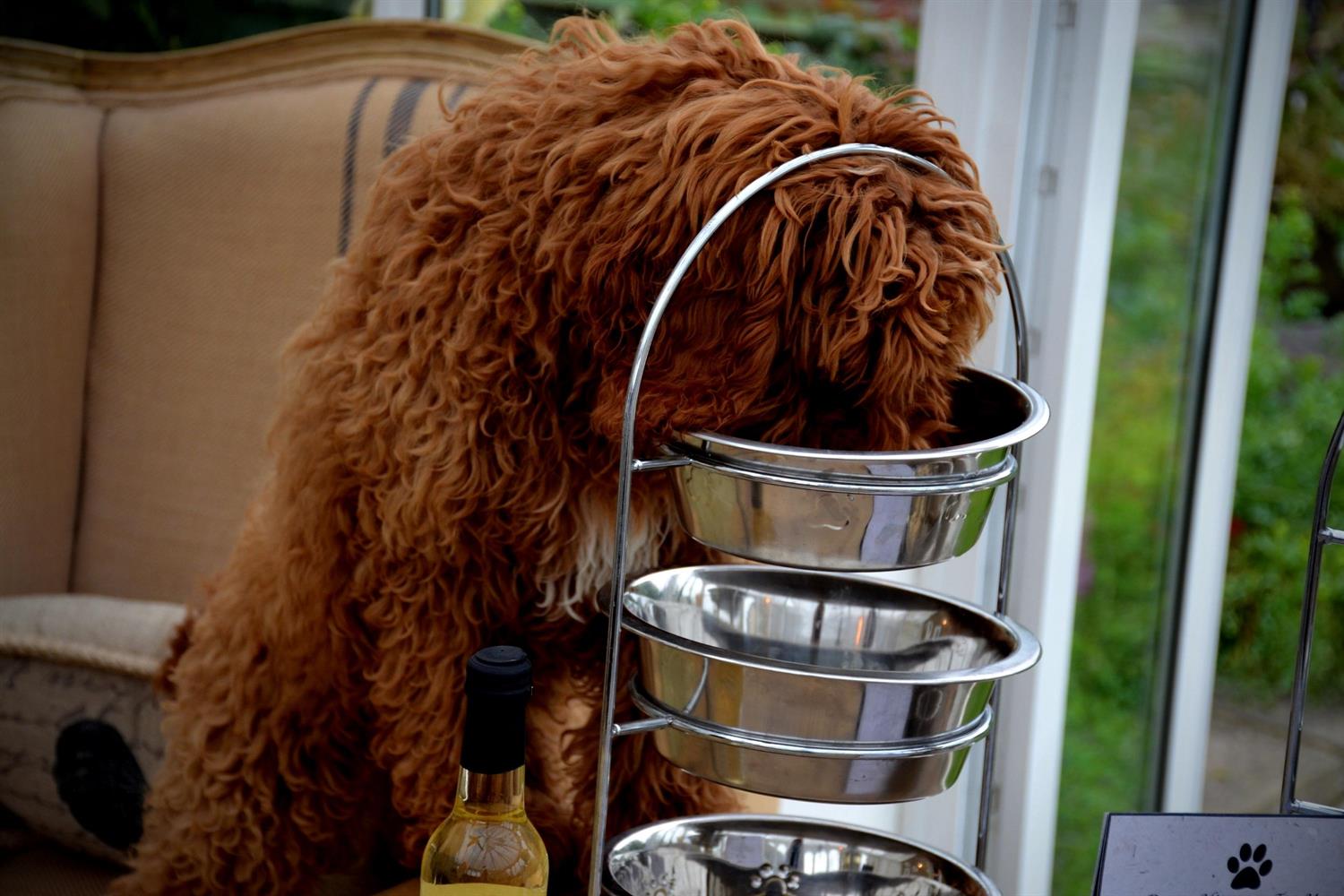 Dog eating Doggy Afternoon Tea at Widbrook Grange hotel near Bath