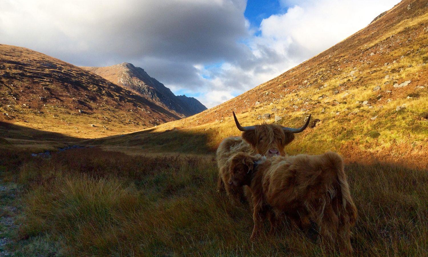 Mother and calf Highland cows in Glen Rosa Valley, Isle of Arran