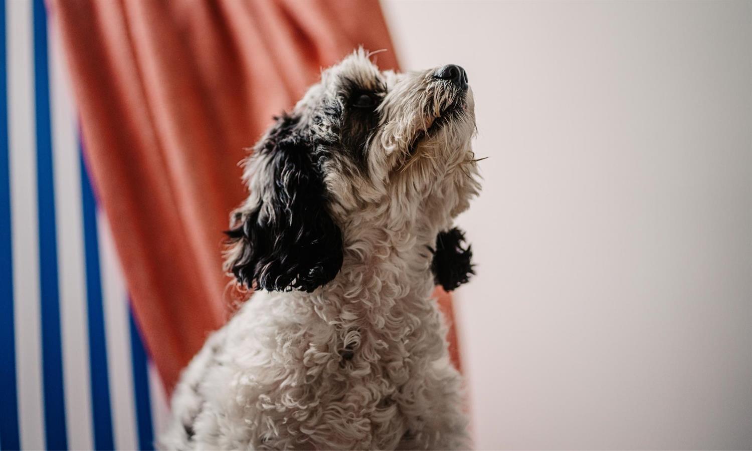 Dog with deckchair in background