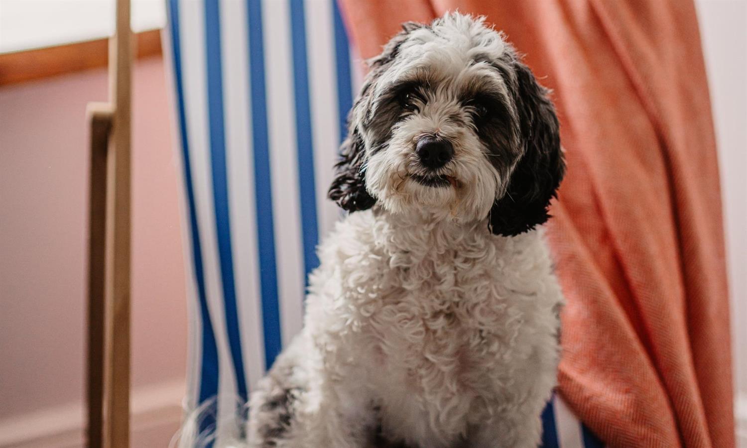 Dog sitting on a deckchair at Ship Inn hotel near Mundesley