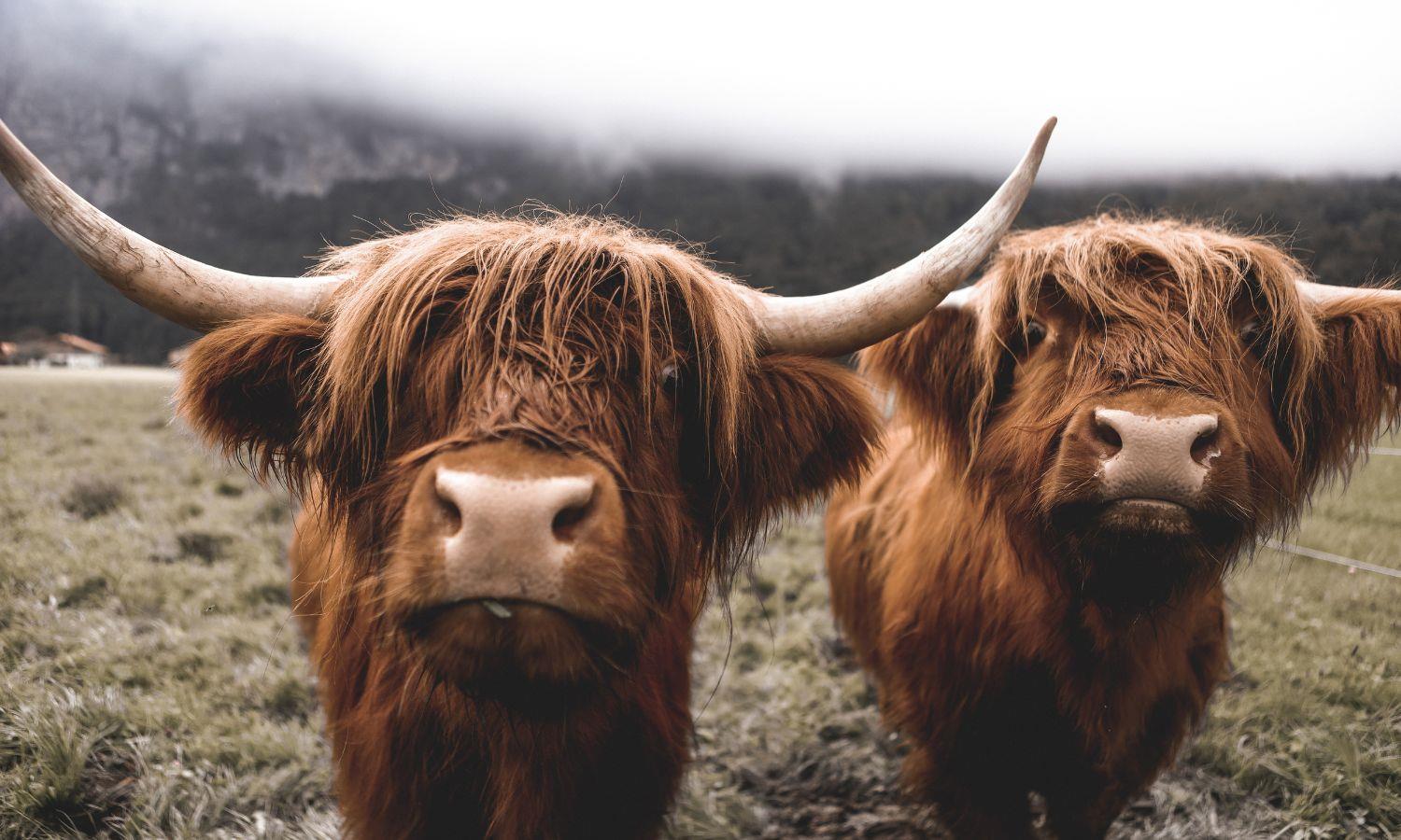 A pair of highland cows, close-up, on a grey, autumnal day