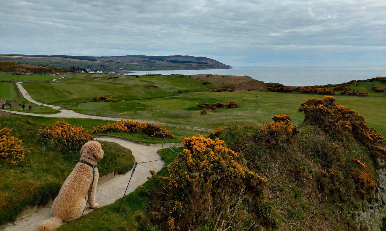 Dog sat on a coastal pathway