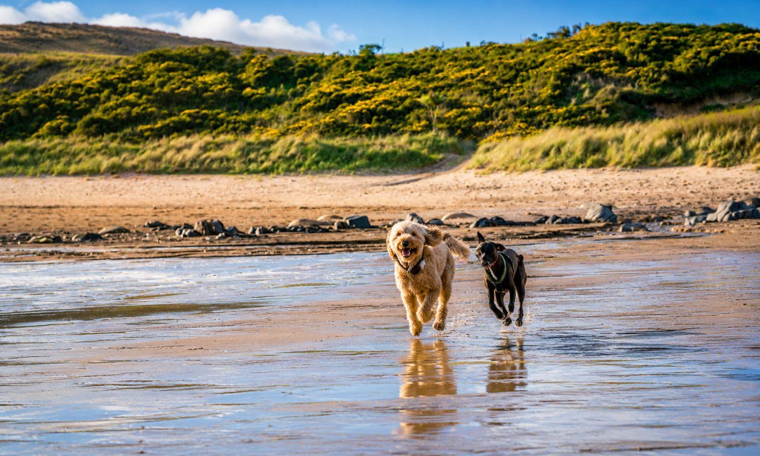 two dogs running in shallow water on a sandy beach with dunes in the background