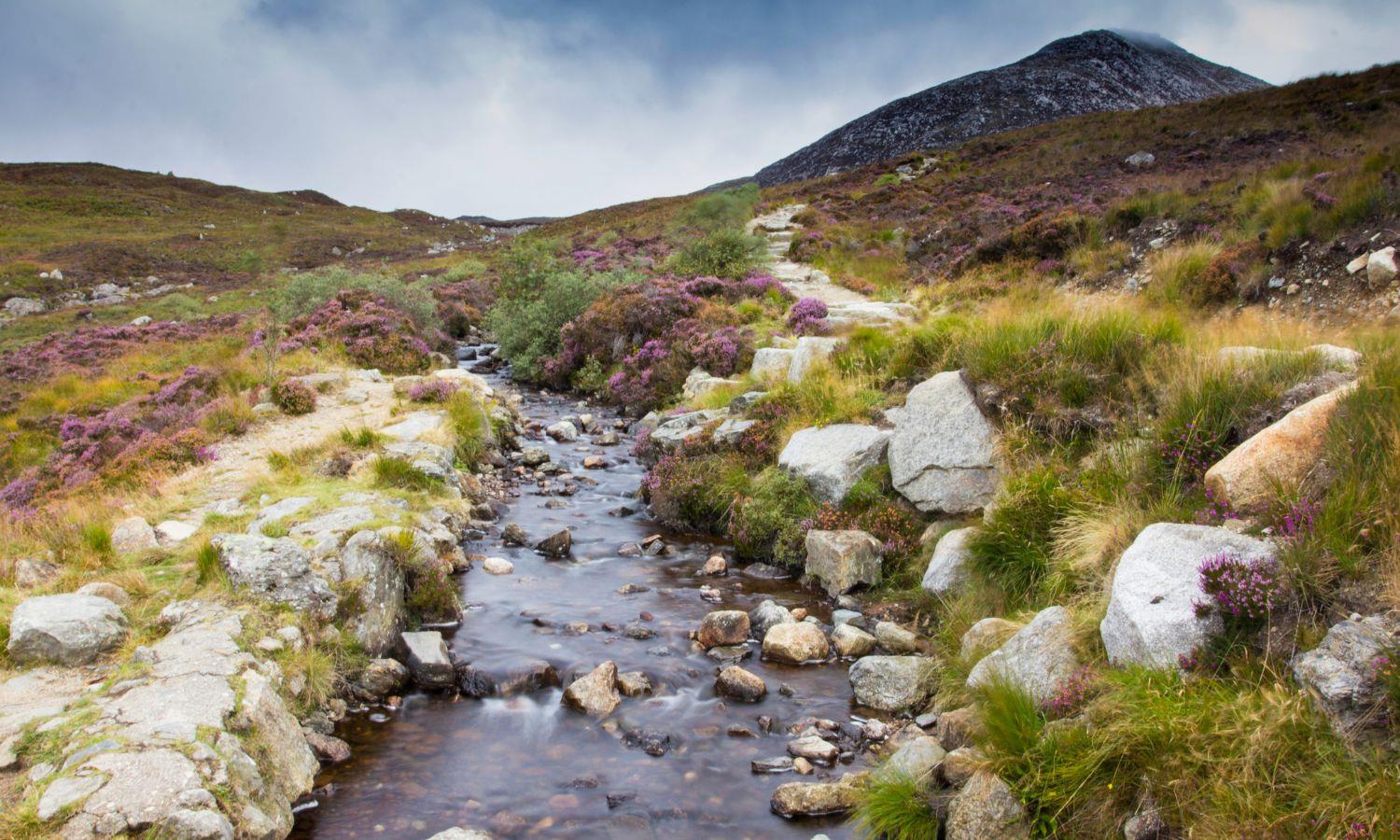 Heather, stream, and Goatfell mountain on Isle of arran