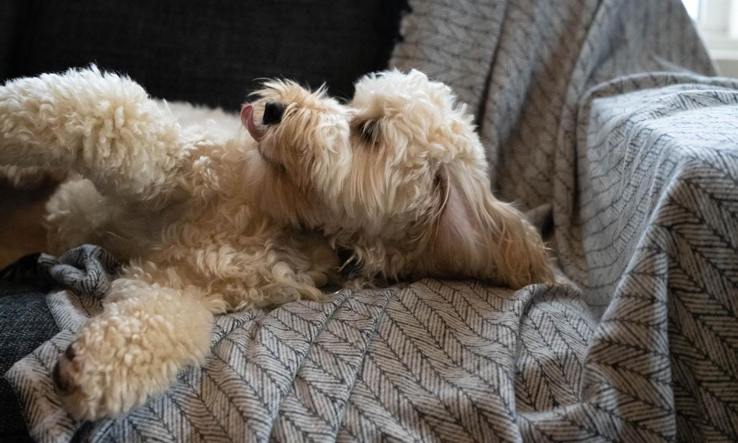 Dog sitting on a sofa at Kirkwall Hotel