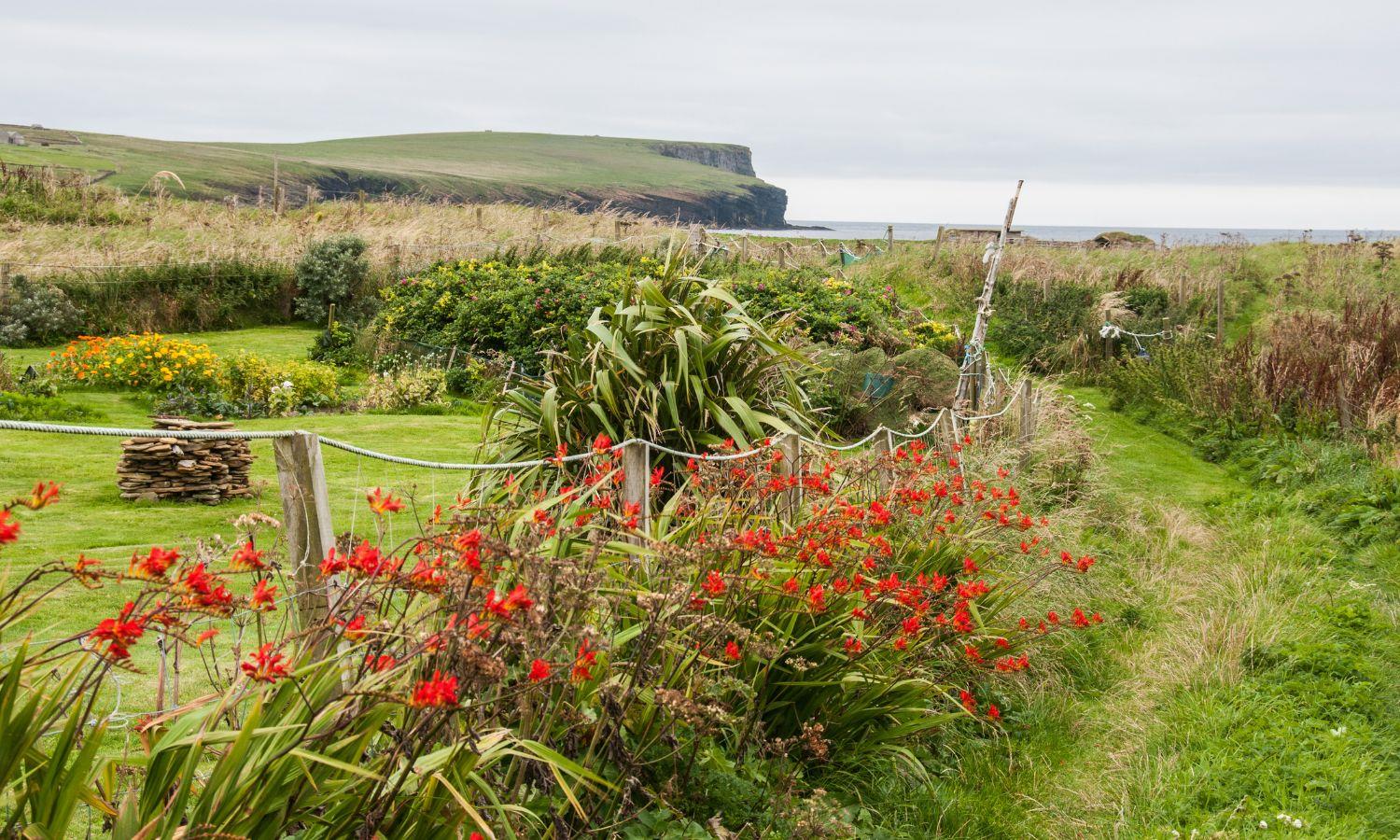 Orkney coastline in spring with flowers in bloom