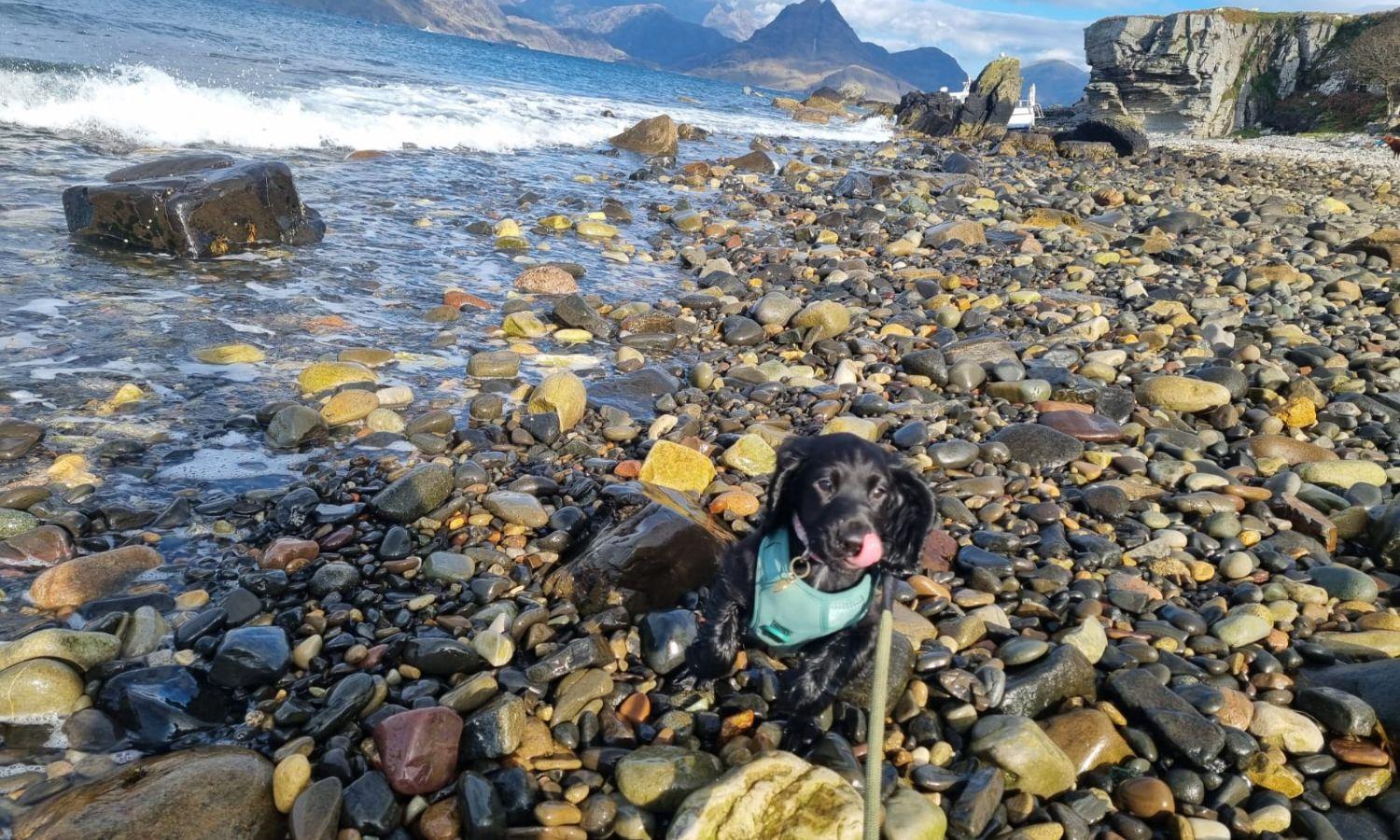 Pupp on the bank of Broadford Bay Isle of Skye