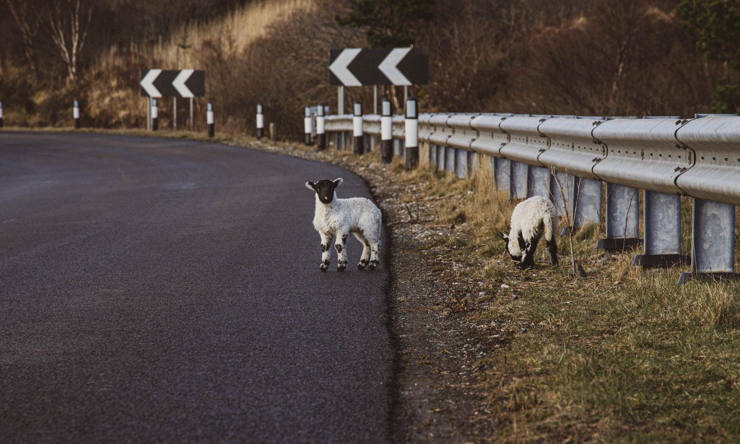 Lambs grazing beside a winding road on the Isle of Skye