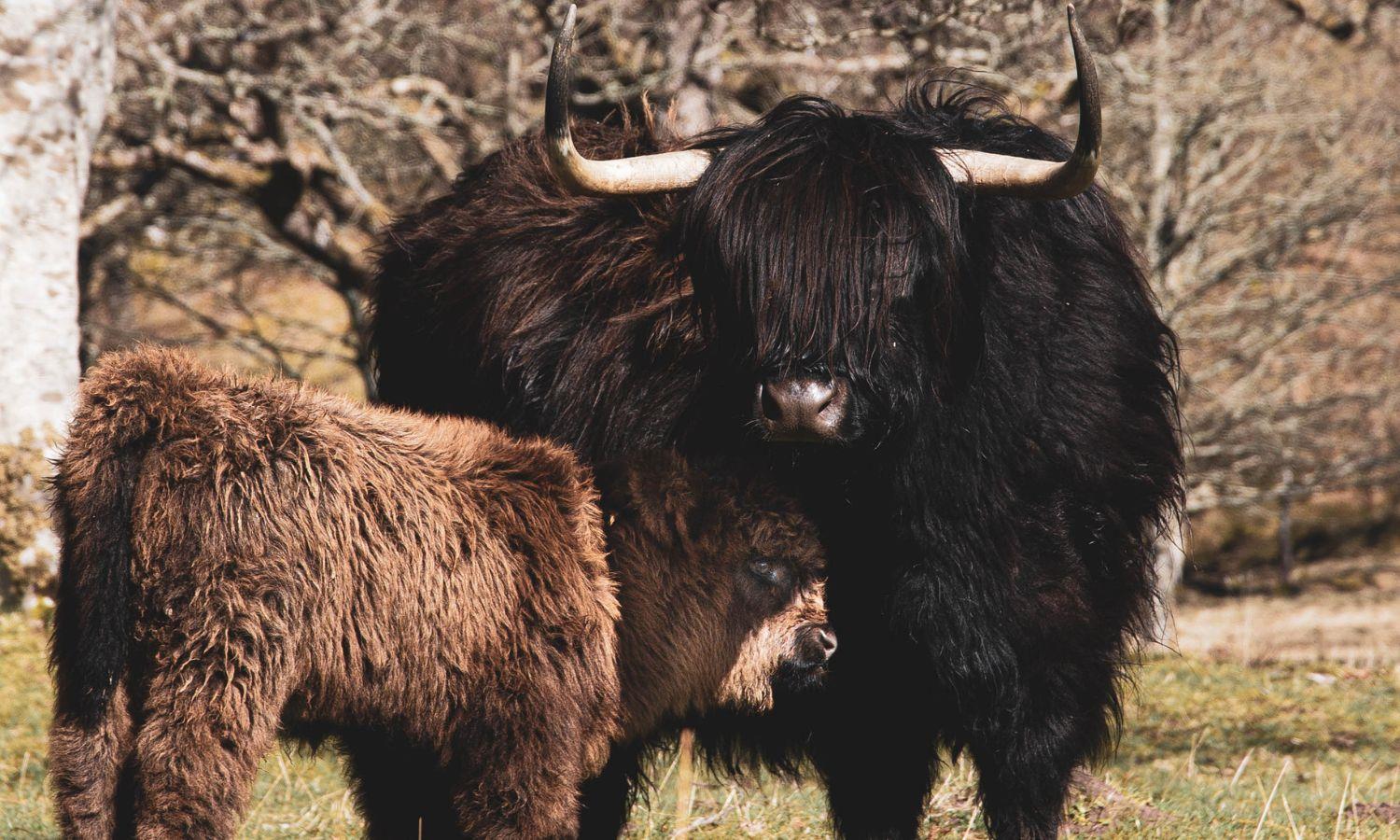 Mother and baby highland cows