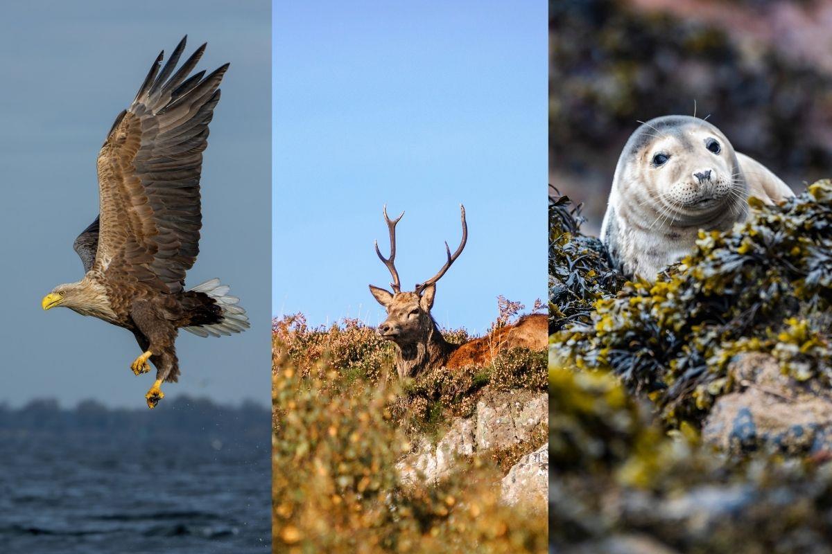 Wildlife you can spot in Wester Ross