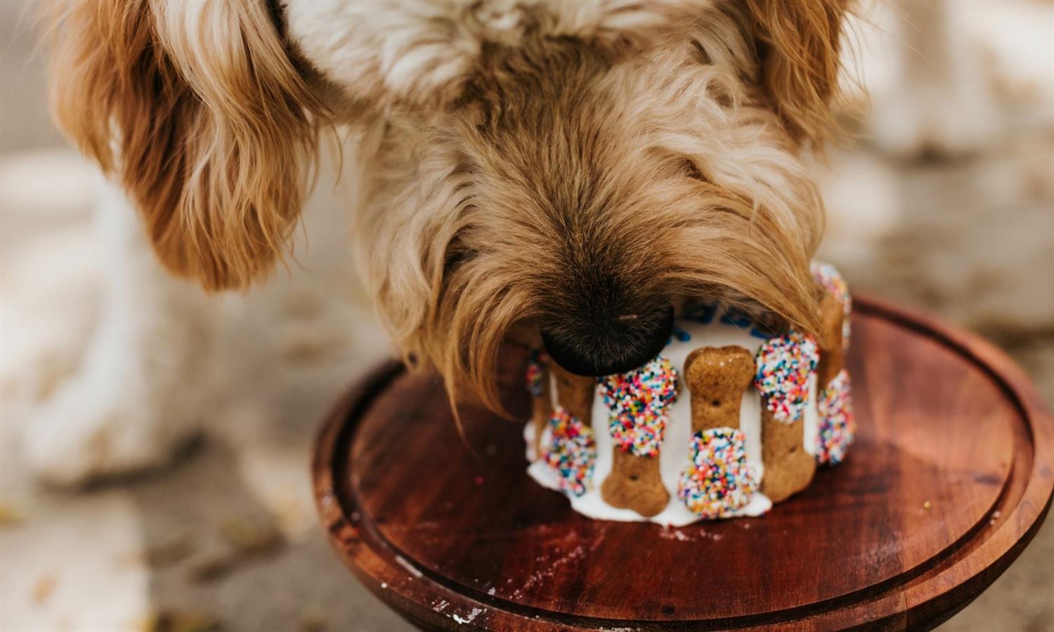 Dog eating Doggy Afternoon Tea 