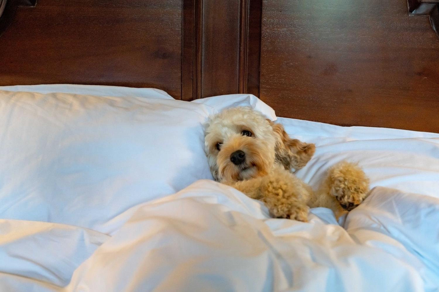 Dog sitting in bed at Shieldaig Lodge hotel 