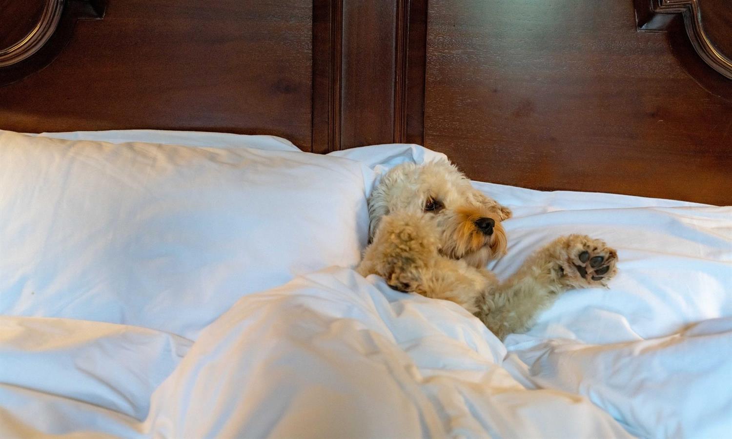 Dog laying in bed Melville Castle hotel near Edinburgh