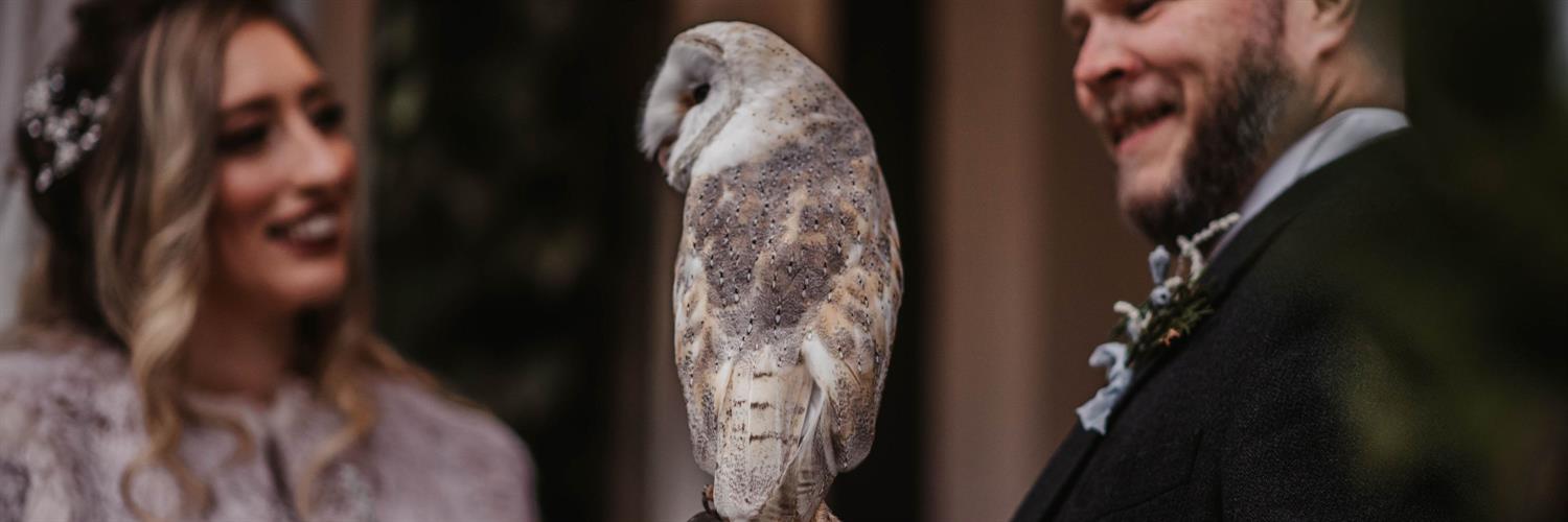 Wedding couple with barn owl