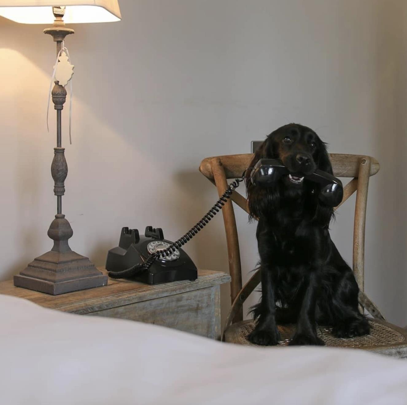 Dog sitting on chair in room at Widbrook Grange hotel Bath