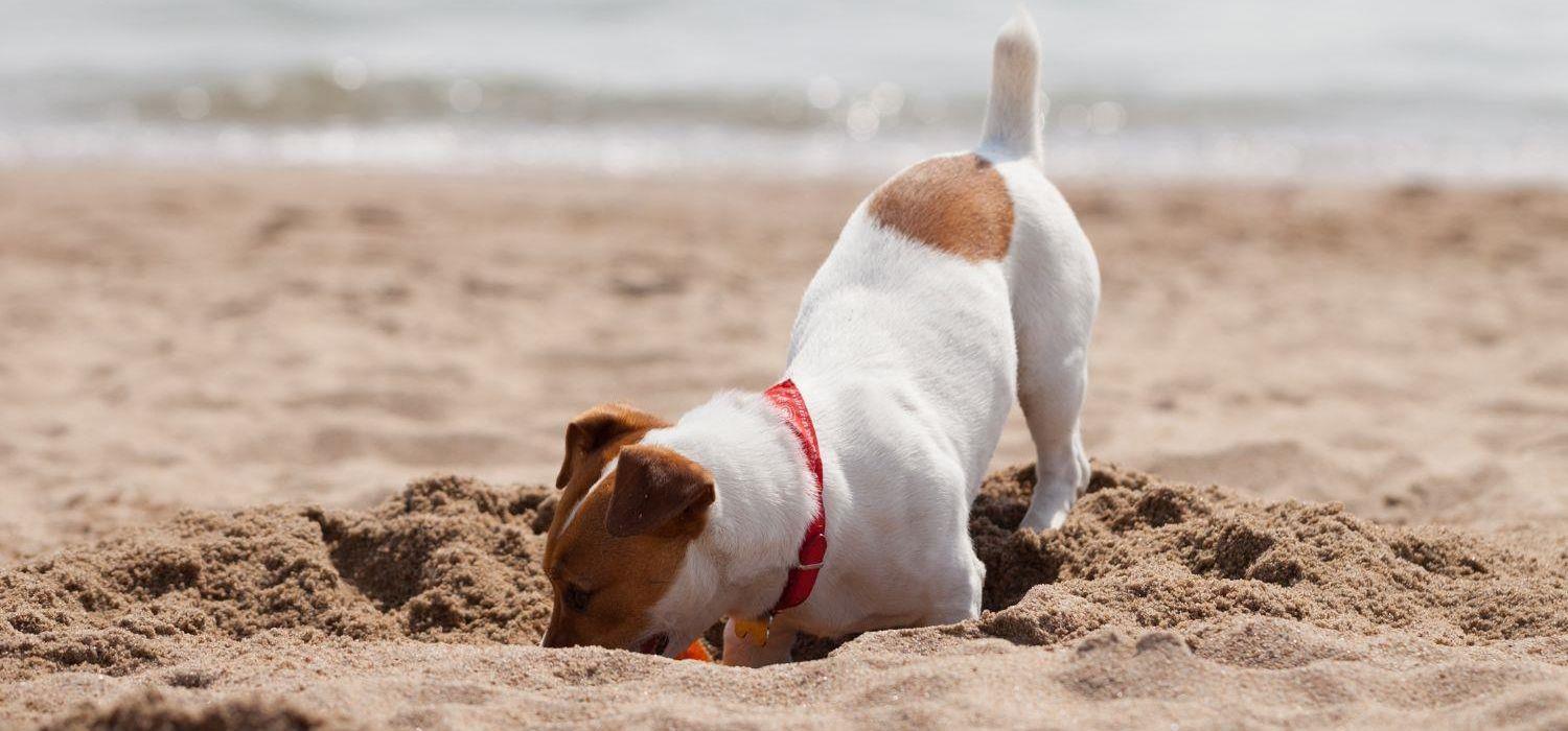 Brown and white terrier dog digging a hole on the beach
