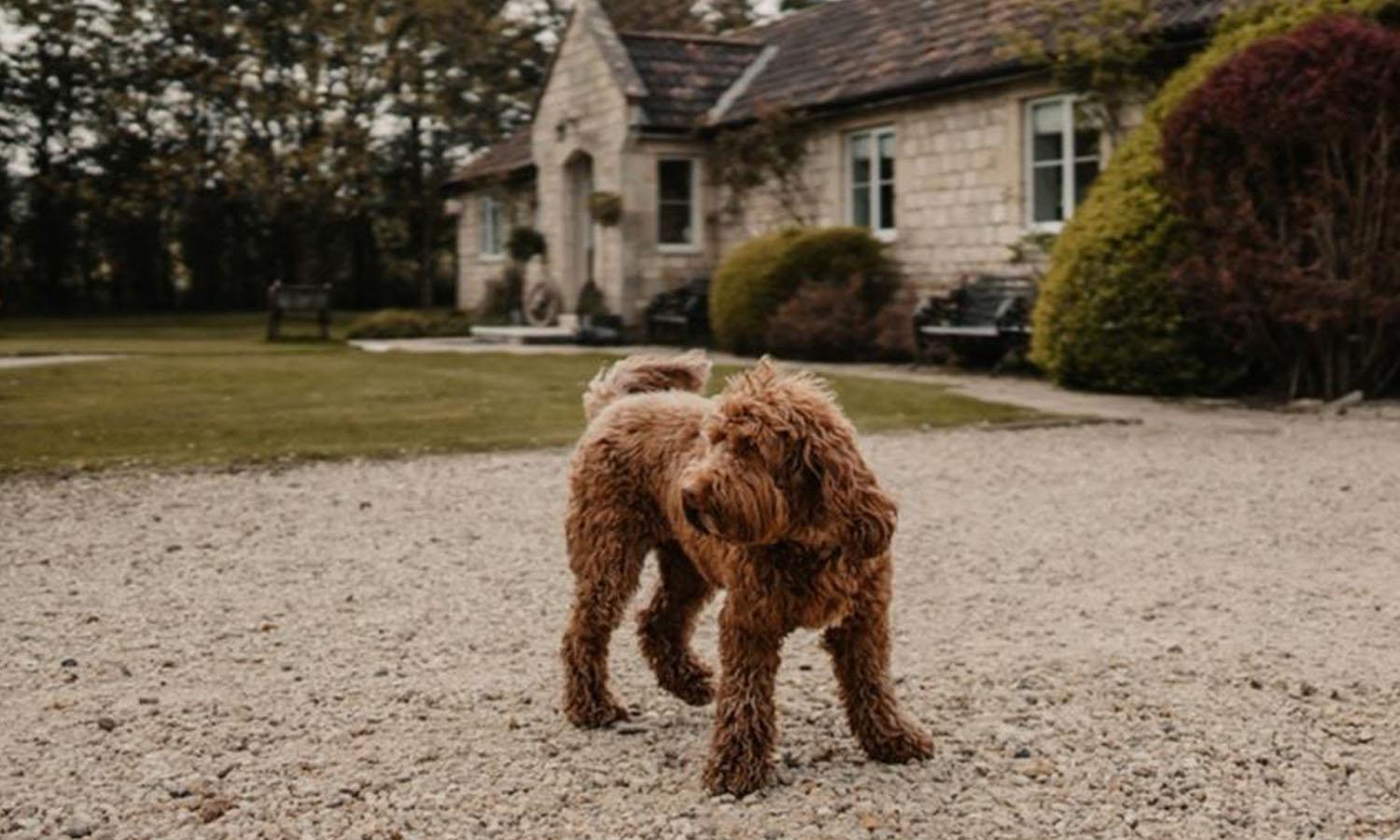 Ginny the dog outside Manvers at Widbrook Grange