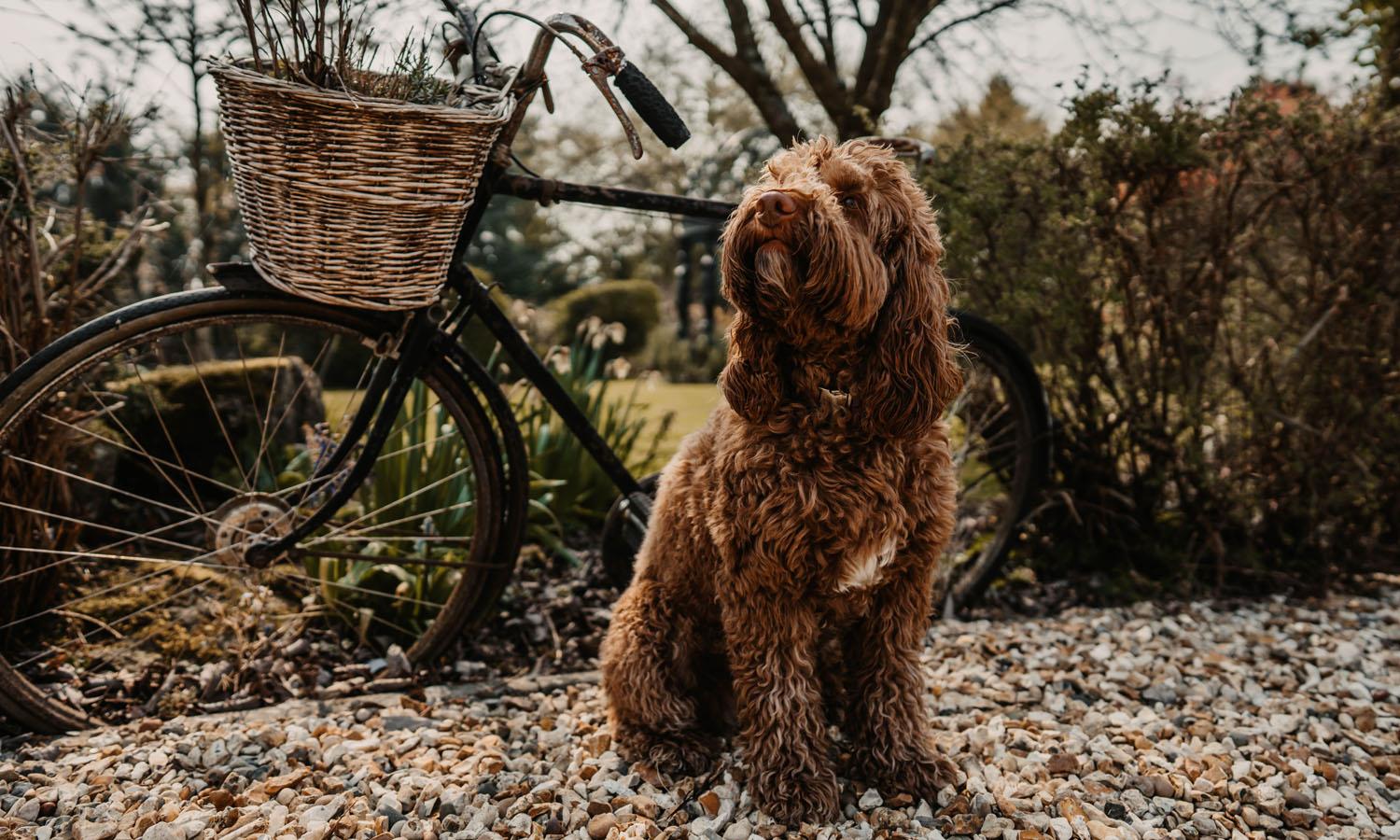 Dog sitting by a bicycle in the gardens of Widbrook Grange hotel near Bath