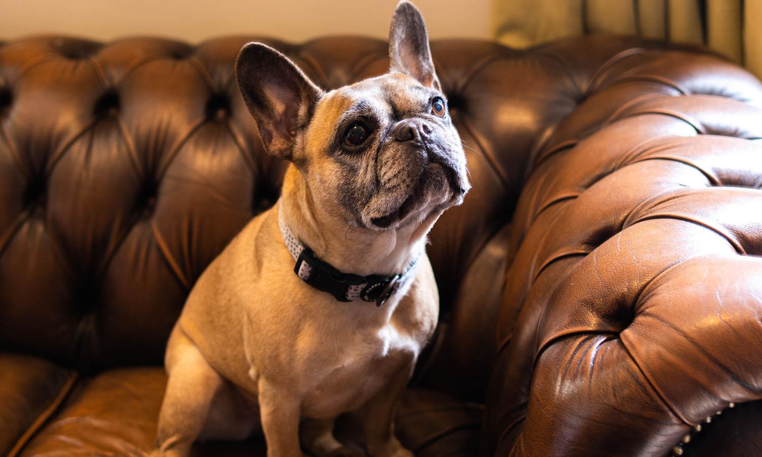Dog sitting on a sofa at Elephant Hotel hotel in Pangbourne