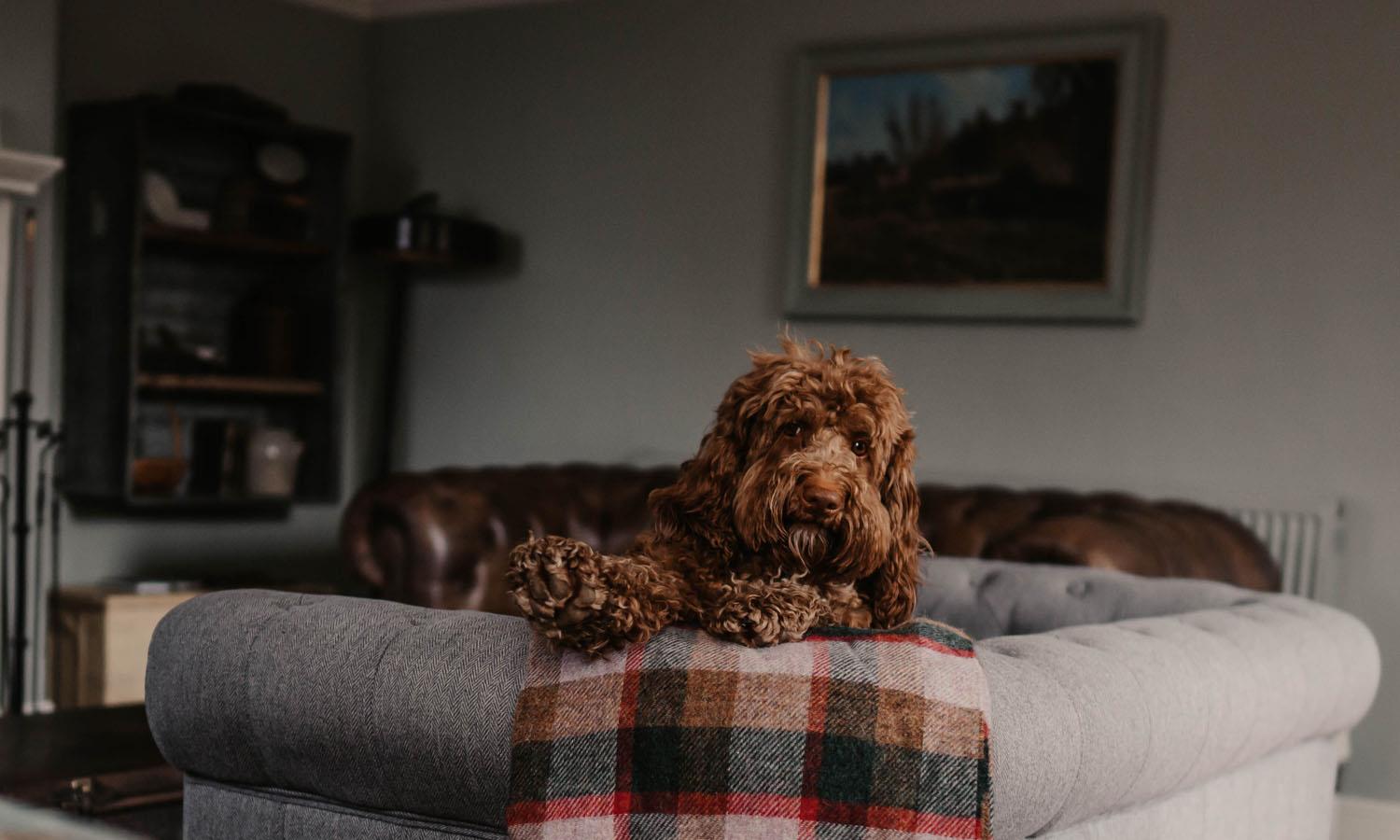 Dog sitting on a bed at Broadford Hotel 
