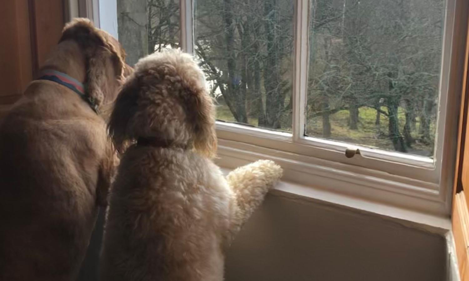Dogs looking out of a window at Forss House hotel 