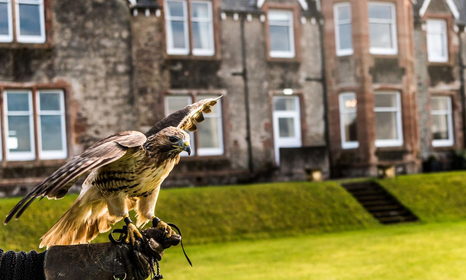 Falcon at Shieldaig Lodge