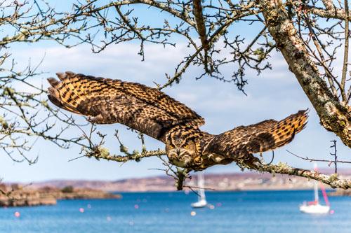 Falcon at Shieldaig Lodge hotel near Gairloch