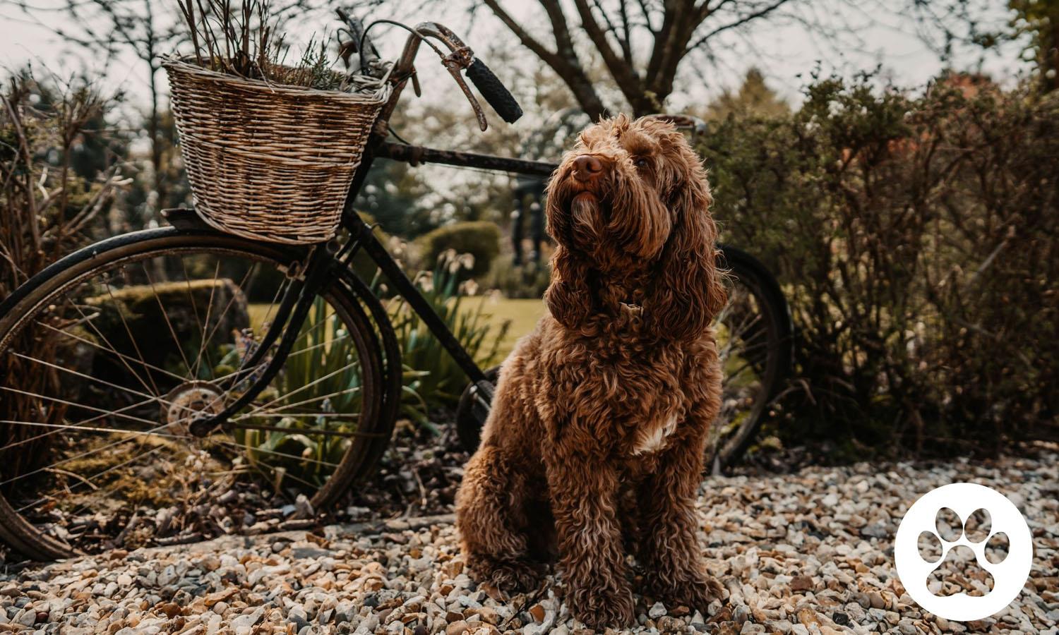 dog sitting in front of bicycle