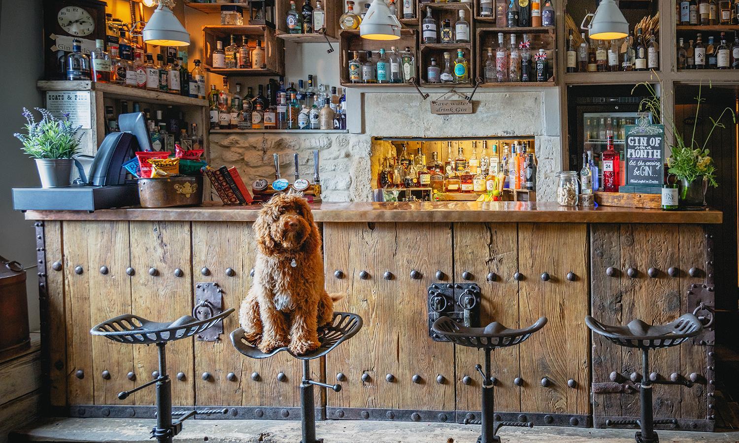 Ginny the dog sat on a bar stool in Widbrook Grange's gin bar