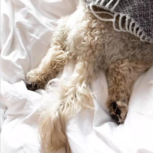 We are dog obsessed at The Elephant Hotel in Pangbourne