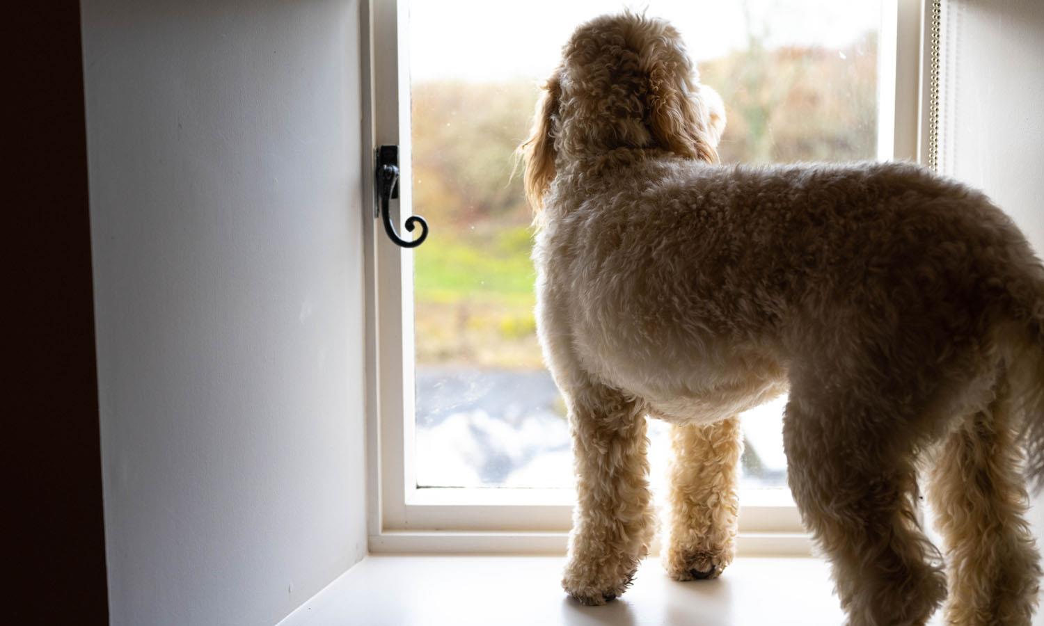 Dog looking out of Kiln House window