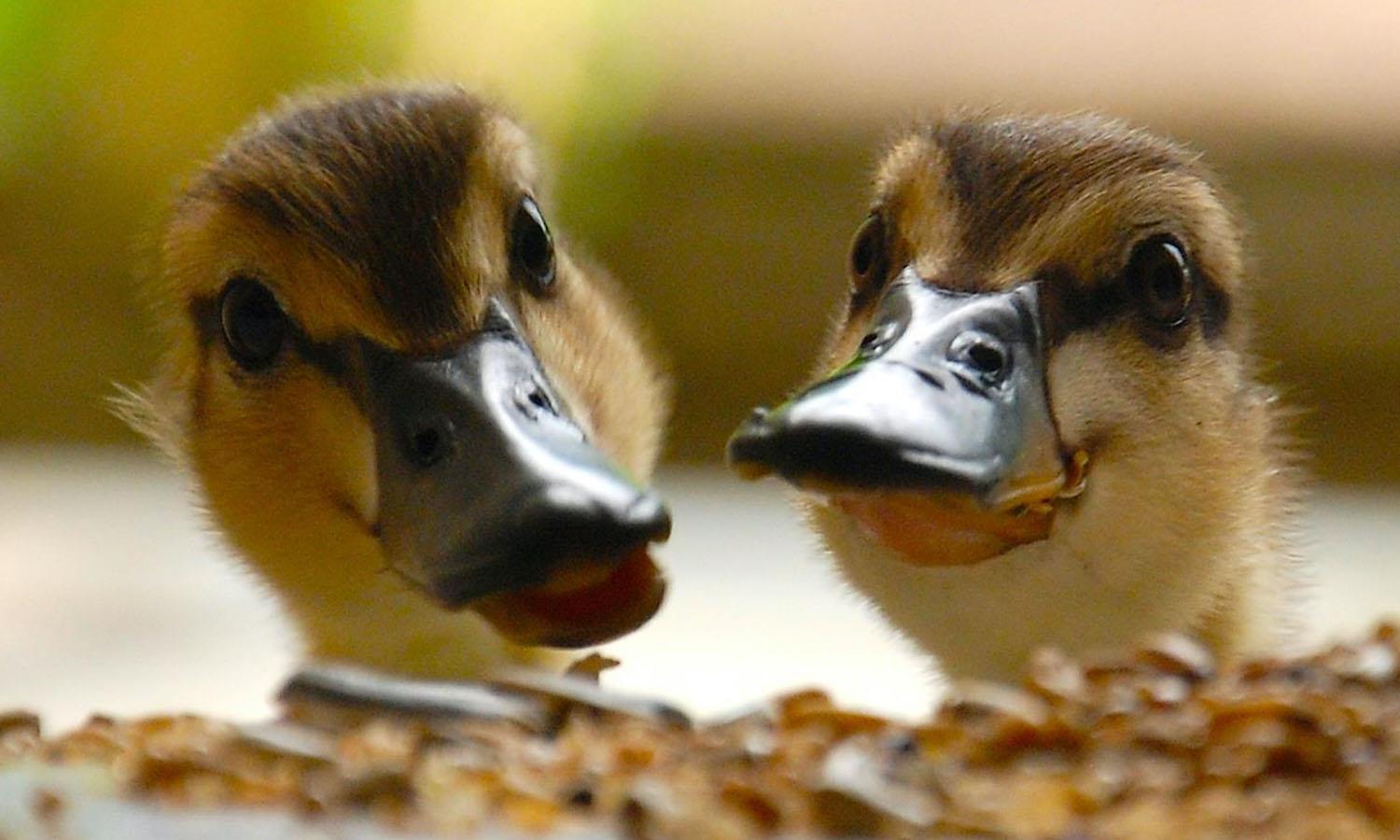 Moffat Community Nature Reserve