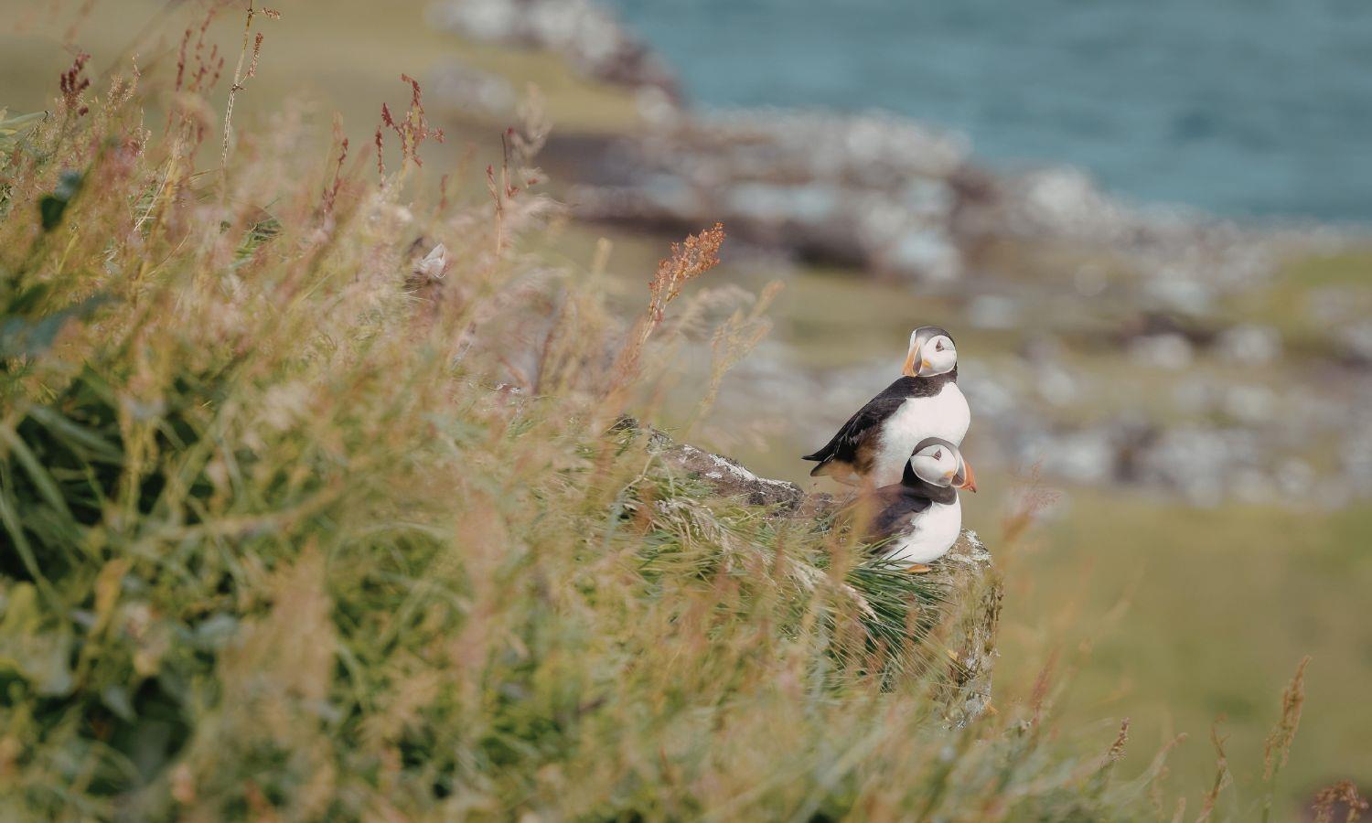 Two puffins on grassy coastline in Orkney
